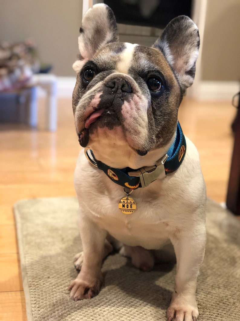 May include: A seated French Bulldog with a white and brown coat, wearing a blue collar with a pumpkin pattern and a gold tag that reads "MOE". The dog is looking at the camera.