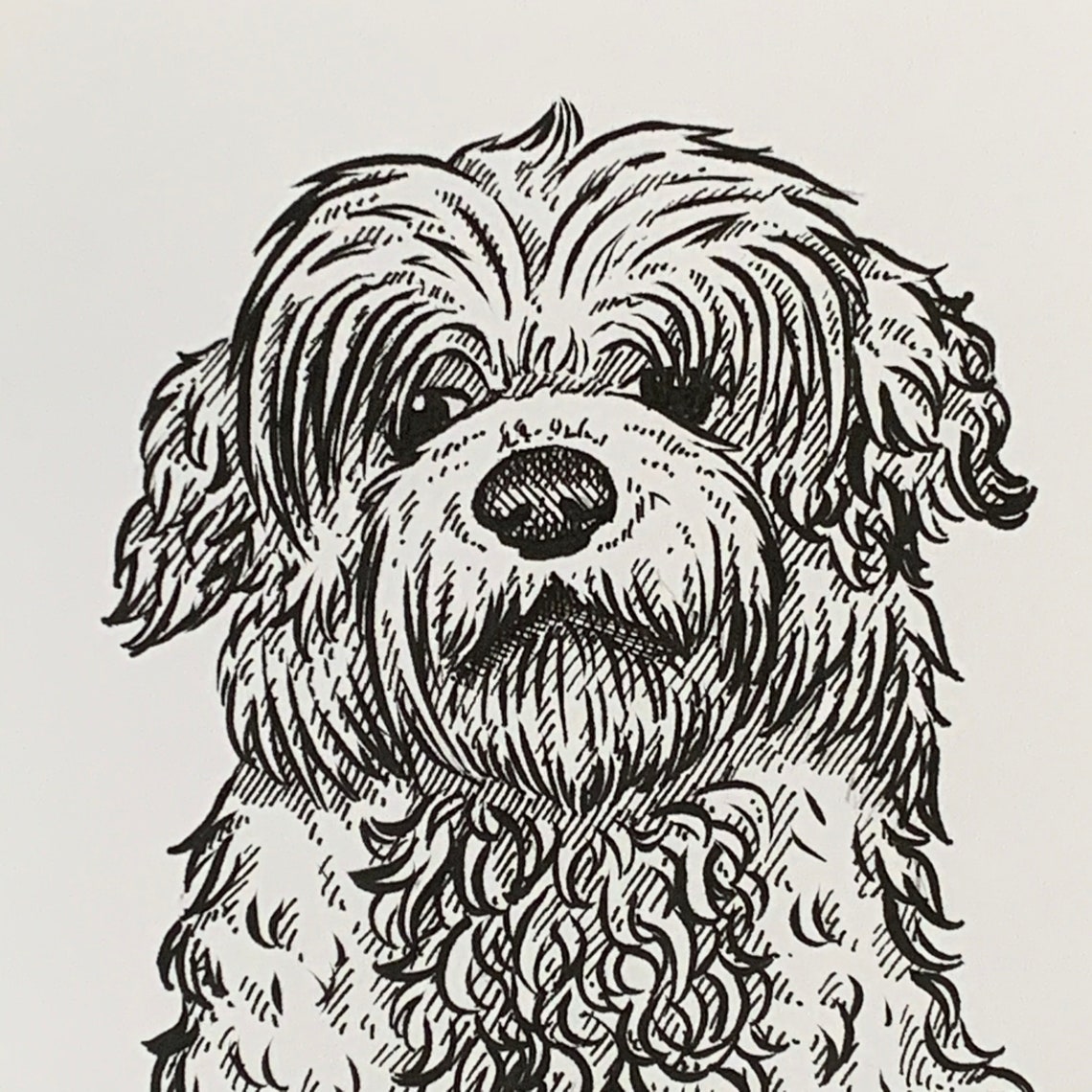 Coton De Tuléar Original A5 Dog Illustration Etsy Coton De Tuléar Original A5 Dog Illustration Etsy