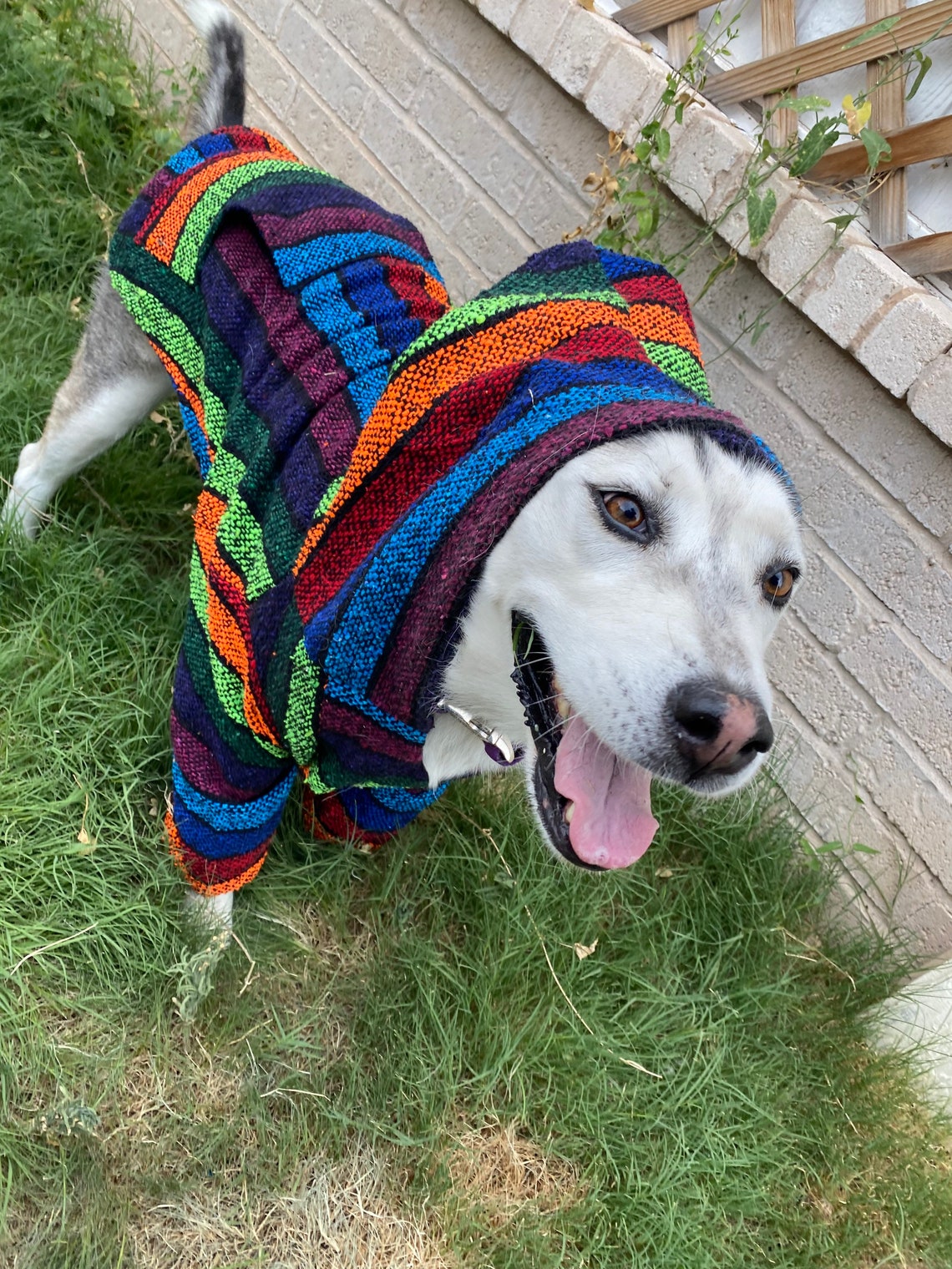 Mexican Dog Hoodie Mexican Dog Poncho Mexican Poncho | Etsy