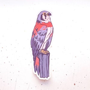 Sparrow Hawk Clear Vinyl Sticker