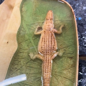 floating alligator Chacuterie board model 3D stl model for epoxy table.  gator stl, alligator stl