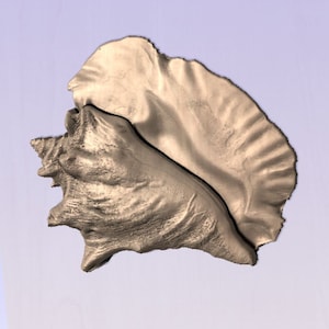 Peut inclure: Une grande coquille beige avec une surface lisse et texturée. La coquille a une large lèvre ouverte et une pointe pointue.