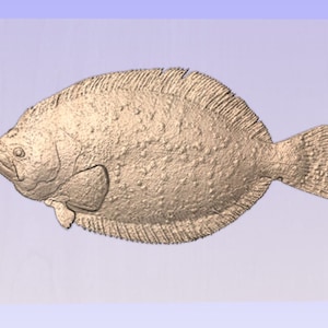May include: A close-up of a flatfish with a light brown color and a rough texture. The fish has a small mouth and large eyes on the right side of its body.