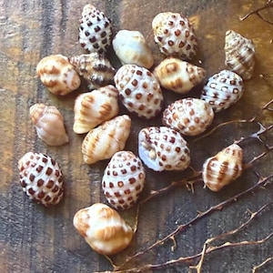 Hawaii Drupe Shells 18 PC Lot | Grape Drupe Brown Drupe Mix | Hawaii Micro Shells Lot