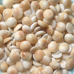 Cats Eye Shells 6 mm - 9 mm | Hawaiian Turban Operculums | Sailors Valentine | Shiva Eye Shell Mix