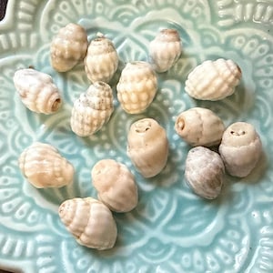 Peut inclure: Une collection de petits coquillages beiges disposés sur une assiette en céramique bleu clair en forme de fleur. Les coquillages présentent divers motifs et textures, créant une présentation naturelle et décorative. L'assiette est posée sur une surface en bois sombre.