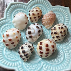 May include: A collection of various seashells with speckled patterns and colors, including white, brown, and tan. The shells are arranged on a light blue, flower-shaped ceramic plate, creating a coastal theme.