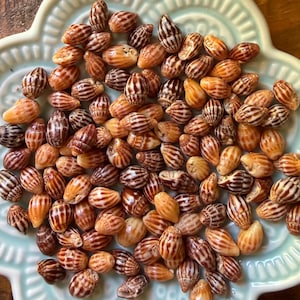 Muszle Hawajskiej Mitry – 3 warianty kolorystyczne! | Endemiczna hawajska Mitra Adama | Małe brązowe muszle | Mikromuszle Hawajskie