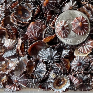 Hawaii Opihi ‘Awa Black for Jewelry, Bezel Setting, Charm Pendants #1499