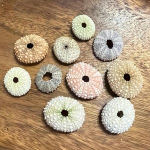 JQ Hawaiian Urchins Mix #140