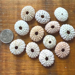 Lote de erizos de mar pequeños JQ / Mezcla de erizos hawaianos raros n.° 102F