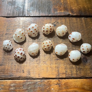 Hawaiian Drupe Shell Lot (15 mm - 19 mm) | Hawaii Shells for Bangles, Pendants 12 PCS