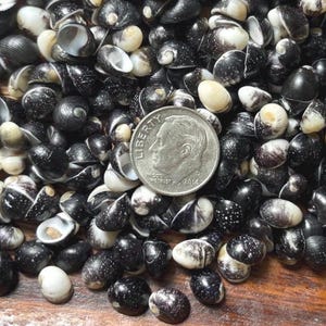 100 PC Hawaii Pipipi for Kupee Lei | Hawaiian Speckled Nerites | Hawaii Micro Shells