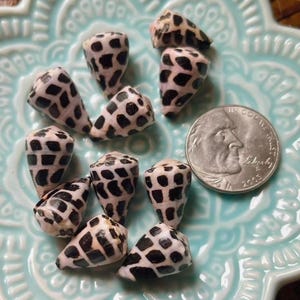 May include: A collection of cone-shaped seashells with black and white patterns, displayed on a light blue, flower-shaped ceramic dish. A U.S. quarter coin is also present, providing a size reference. The shells are arranged on a wooden surface.