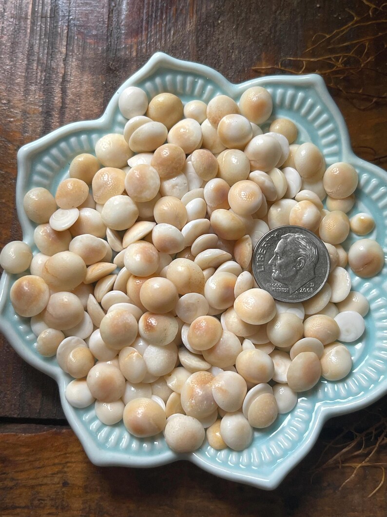 Cats Eye Shells 6 Mm - 9 Mm | Hawaiian Turban Operculums | Sailors ...