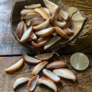 Hawaïaanse kaurischelpstukken voor kapittelsluitingen, bedelhangers (24 stuks)