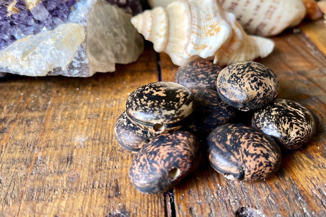 Predrilled Lucky Sea Beans, Hamburger Beans, True Mucuna, Ojo De Buey