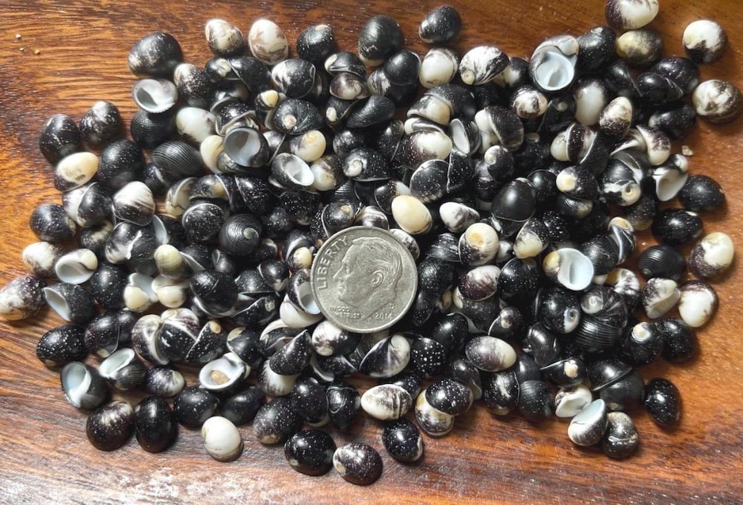 Pipipi Shells for Kupee Lei 9 Mm - 10 Mm | Hawaiian Speckled Nerites 3/ ...