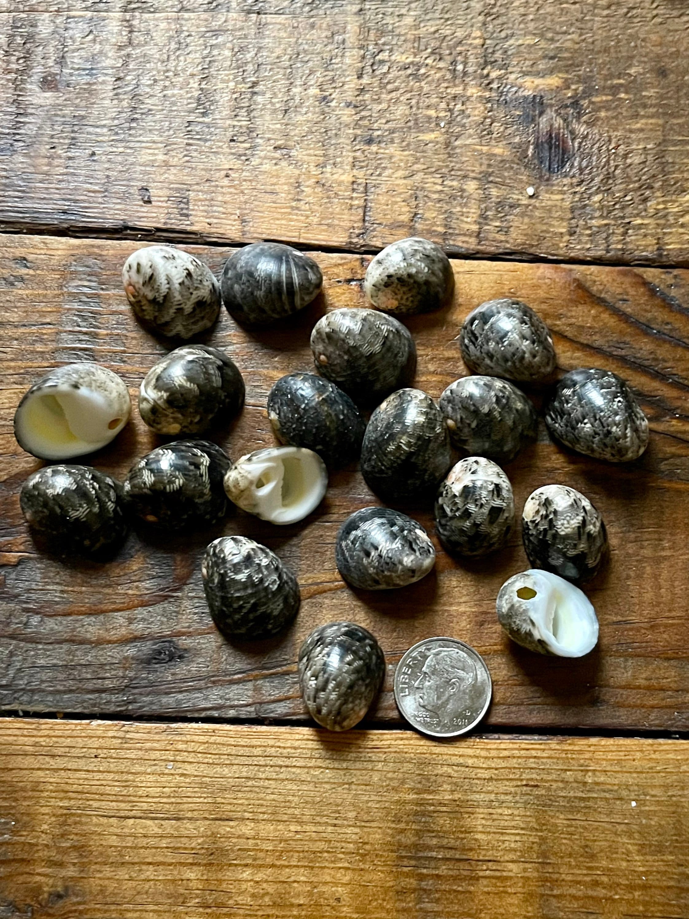 Drilled Hawaii Kupee Beads | Kupe'e Shells for Earrings