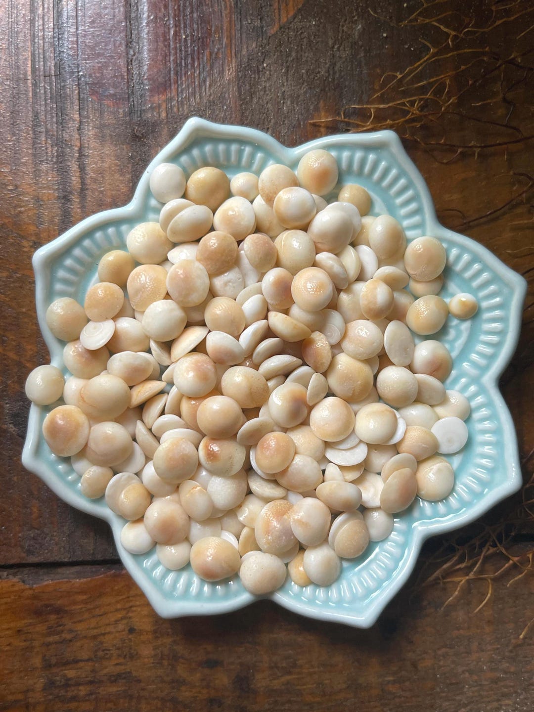 Cats Eye Shells | Hawaiian Turban Operculums | Small Shiva Eye Shell ...