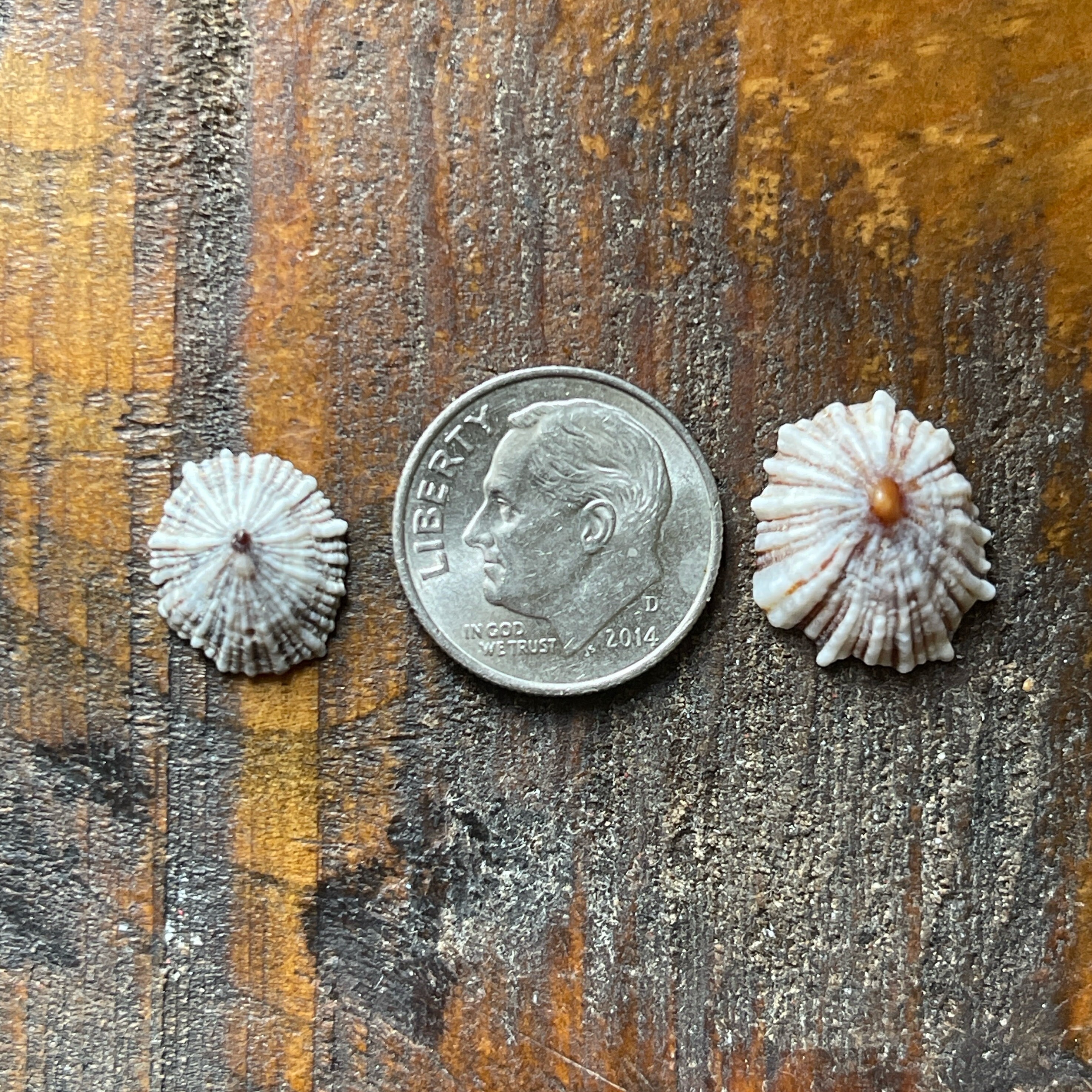 Hawaii False Opihi 100 PCS | Mini Opihi Shells | Opihi Awa for Bezel ...