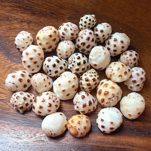 May include: A collection of small, rounded sea shells, each featuring a smooth, off-white surface decorated with distinct, scattered dark brown spots. The shells vary slightly in size and shape, displaying natural textures and patterns.