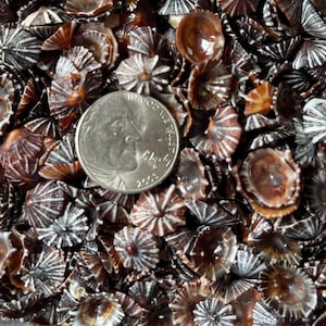 May include: A collection of small, brown and white seashells with a quarter coin for size comparison. The shells have a radial pattern and are various shades of brown, with white stripes. The coin is silver and shows a profile.
