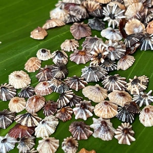 Tiny False Opihi Limpet Shells: Hawaii Micro Star Mix, 100 PCS (8-10 mm) #620
