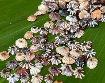 Mini Opihi Shells 100 PCS | Hawaii Opihi Awa (8-10 mm) #620