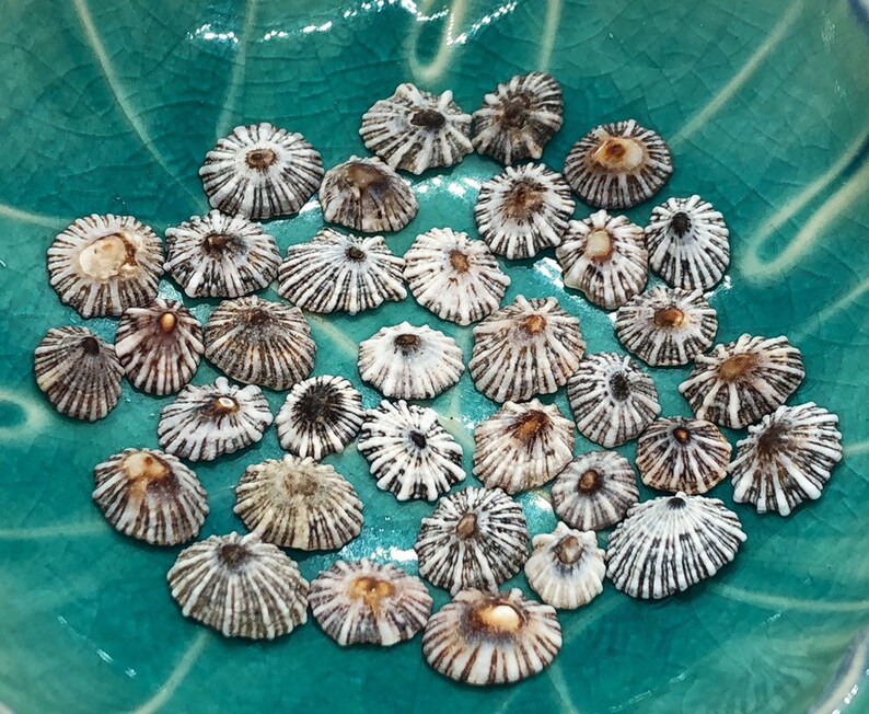 35 PCS White Starburst Limpet Hawaiian Shell Beads