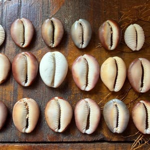 Puede incluir: Una colección de diecisiete conchas de cauri dispuestas en tres filas. Las conchas varían en color desde blanco sólido hasta tonos bronce, marrón y gris, cada una con una ranura central con dientes estriados a lo largo de los bordes.