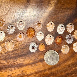 以下が含まれることがあります： 放射状の模様と上部に穴がある、ベージュと茶色の小さな貝殻のコレクション。サイズの比較のためにコインが含まれており、木製の表面に置かれています。貝殻は色とサイズが異なります。