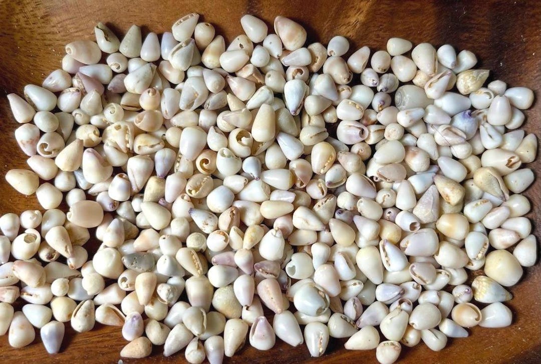 Small Cone Shell Hawaii Cone Shells (6 Mm - 9 Mm) | Tiny Cone Shell Mix for Charms ...