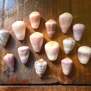Puede incluir: Una variedad de conchas marinas de diversas formas y tamaños, con colores que van del blanco y crema al rosa y morado. Algunas conchas tienen patrones rayados, mientras que otras son lisas. Las conchas están dispuestas sobre una superficie de madera.