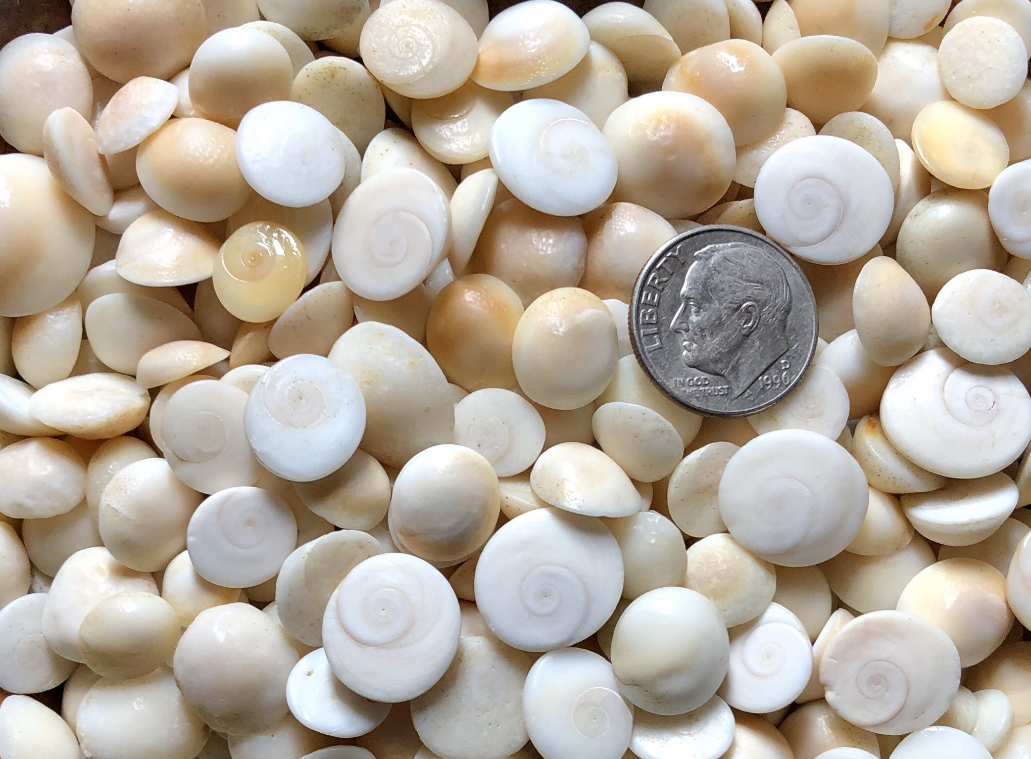 Help me identify these small shells we found in a Kaua'i beach r/shells