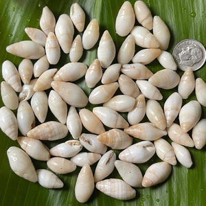 May include: A collection of small, smooth, white and off-white sea shells with a tapered, oval shape. The shells are scattered across a green leaf surface, with a silver United States dime coin included for scale to show their relative size.