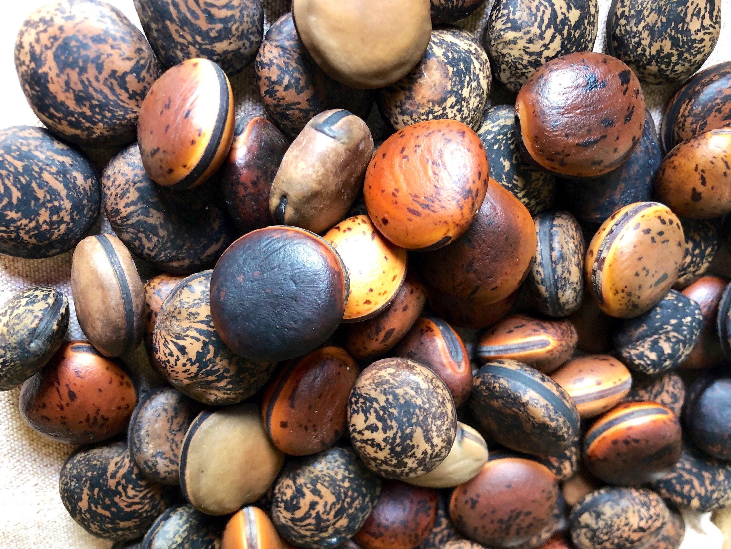 24 PCS Lucky Sea Beans Sea Purse Drift Seeds 1181b Etsy