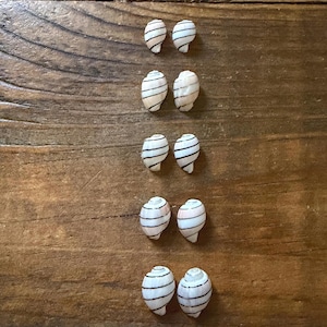 Pares de conchas de burbujas de Hawái / Conchas de burbujas hinchadas - Juego de 2 / Conchas con la bandera de Hawái / Amplustrum Amplustre