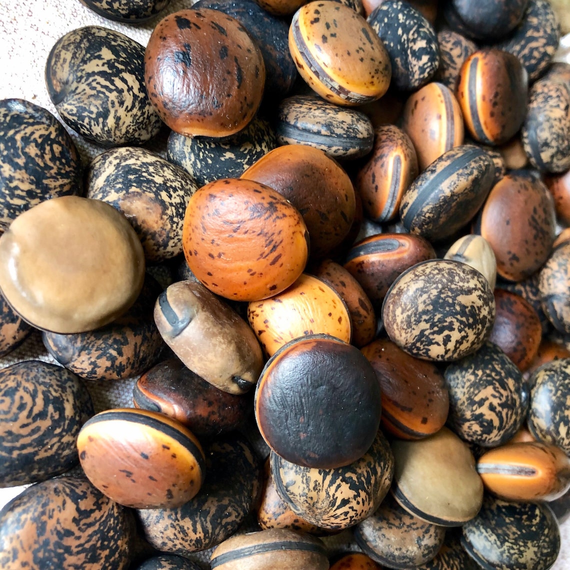 24 PCS Lucky Sea Beans Sea Purse Drift Seeds 1181b Etsy