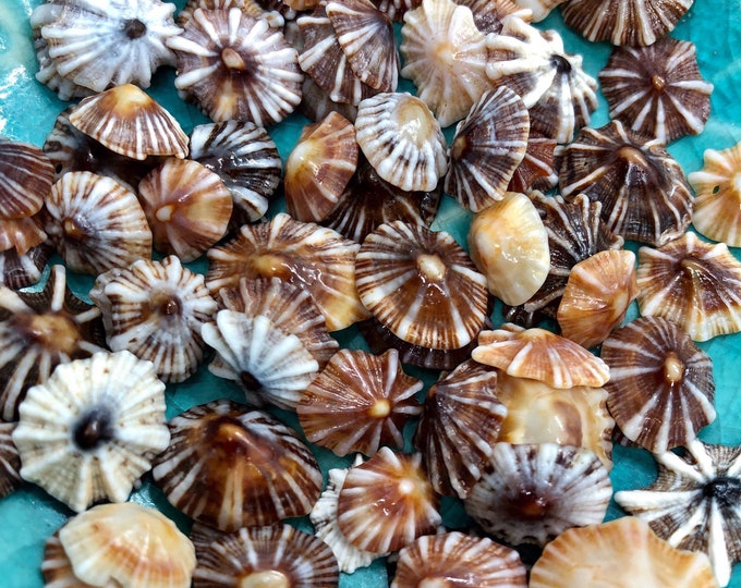 Hawaii False Opihi Mix Hawaii Micro Shells Lot Hawaii Opihi awa 1110 - Etsy