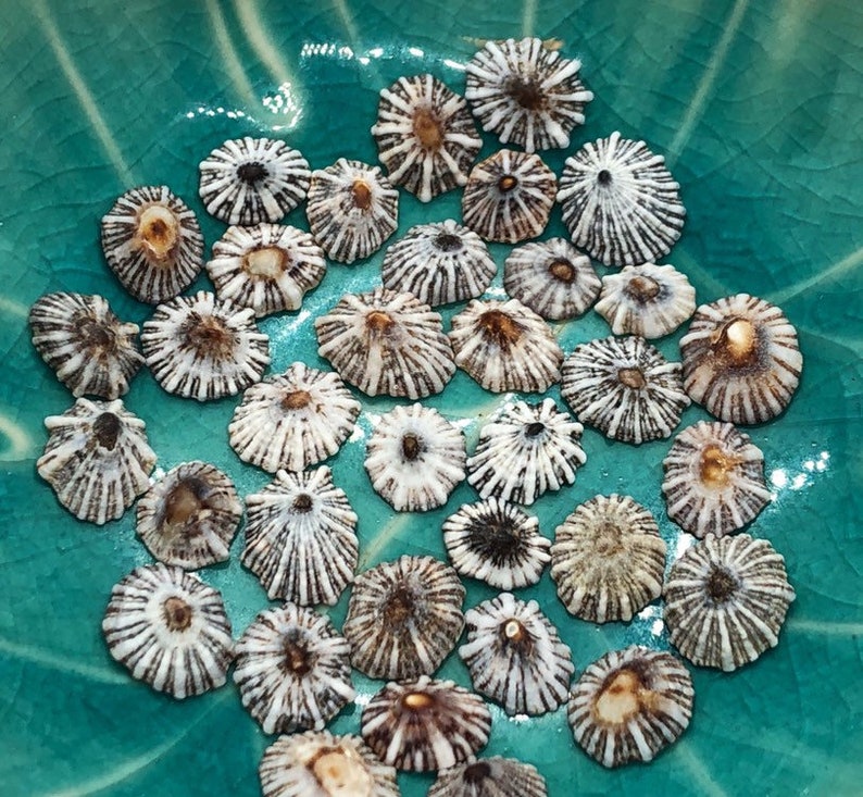 35 PCS White Starburst Limpet Hawaiian Shell Beads