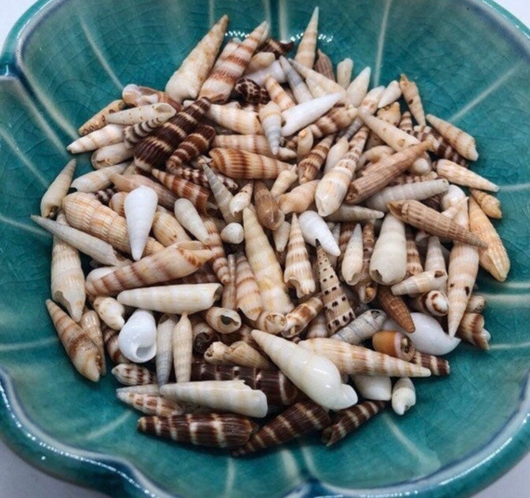 Hawaiian Auger Shells Mix #974 - Etsy