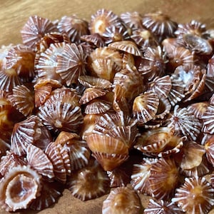 Hawaii Opihi ‘Awa, Hawaii False Limpet, Star Shape Opihi -  50 PC Lot ! #1154