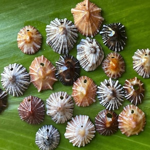 May include: A collection of small, conical limpet shells in various shades of brown, tan, and white. Each shell features a distinct radial ribbed texture and a small, pre-drilled hole near the apex, making them suitable for use as decorative beads.