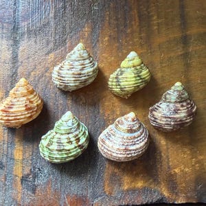 Coquilles d'escargot Hawaï Turbo | Lot de 6 turbans hawaïens vintage (25 mm - 28 mm) | Bernard l'ermite