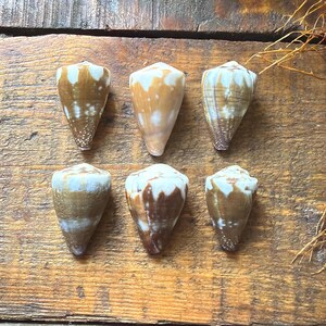 Puede incluir: Seis conchas marinas en forma de cono, con tonos marrones, beige y blancos y patrones moteados. Las conchas están dispuestas sobre una superficie de madera rústica. Se destacan las texturas y colores naturales de las conchas, mostrando sus formas únicas.