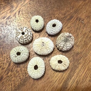 Small Hawaiian Urchins Mix #139