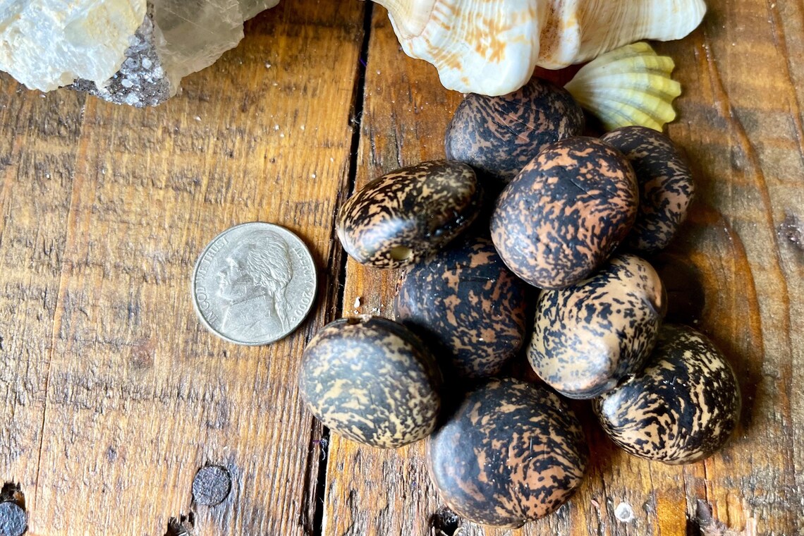Predrilled Lucky Sea Beans Hamburger Beans True Mucuna Ojo Etsy