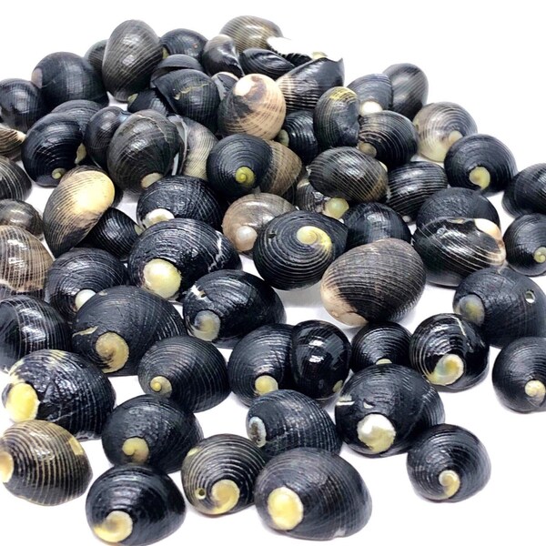 Rare, Hawaii Endemic Nerite Shells Mix #831