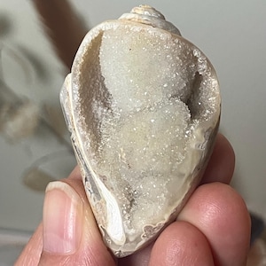 May include: A polished seashell with a large, open cavity filled with sparkling, cream-colored druzy quartz crystals. The exterior of the shell features smooth, tan and white marbled patterns, contrasting with the rough, crystalline interior texture.
